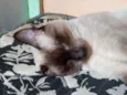 Corisco
