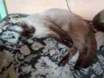 Corisco