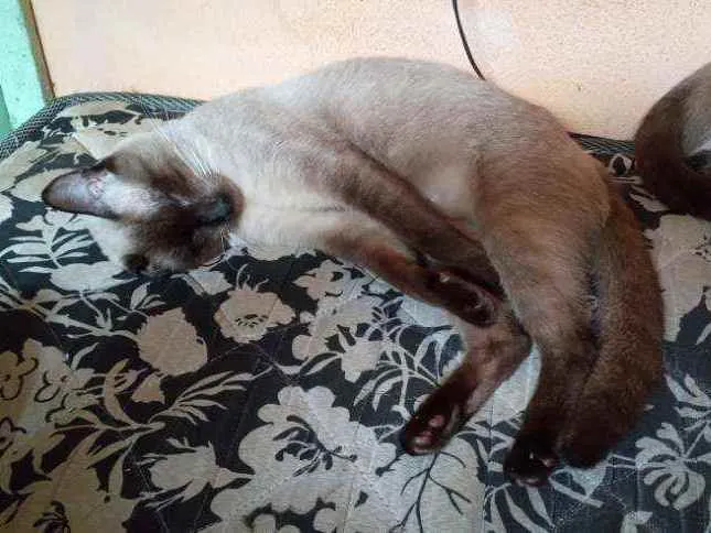 Gato ra a Vira lata idade 1 ano nome Corisco
