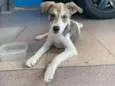 Cachorro raça SRD idade 2 a 6 meses nome Luna