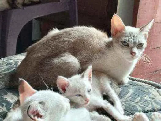 Gato ra a Vira lata idade 1 ano nome Corisco