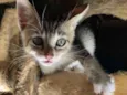 Gatinho