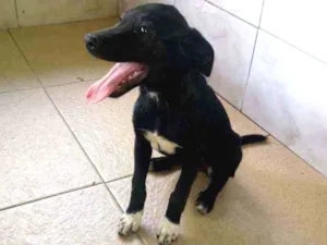 Cachorro raça SRD idade 2 a 6 meses nome Lucy