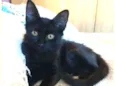 Maju