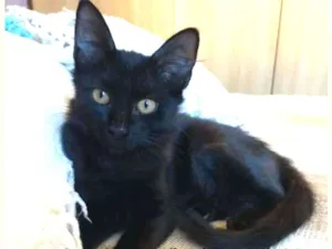 Gato raça SRD-ViraLata idade 2 a 6 meses nome Maju