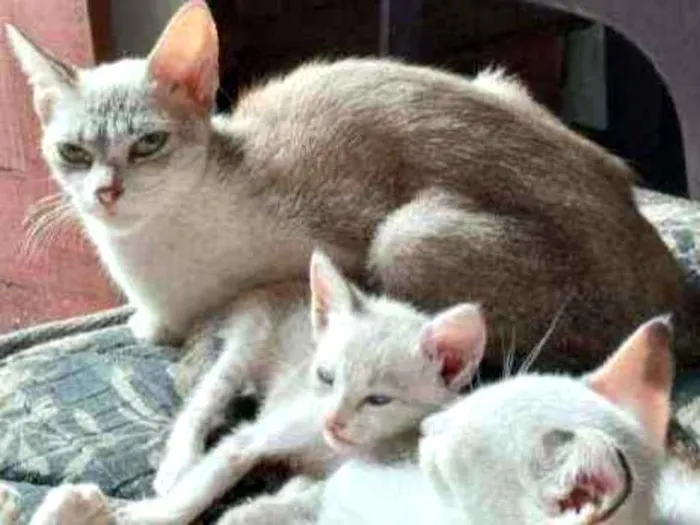 Gato ra a Vira lata idade 1 ano nome Corisco