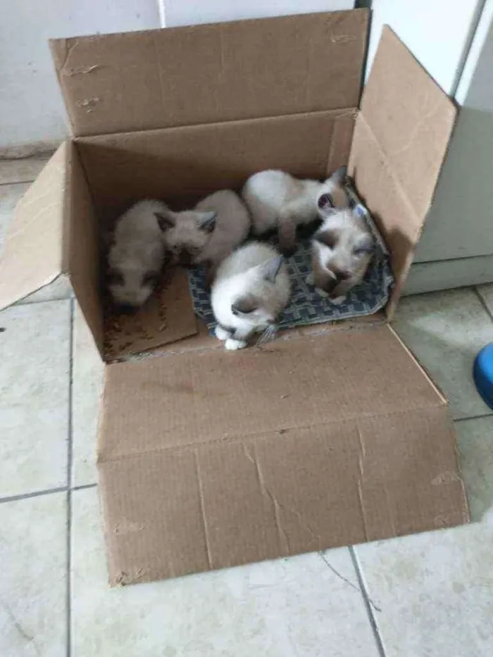 Gato raça Srd idade 2 a 6 meses nome Mocinha 