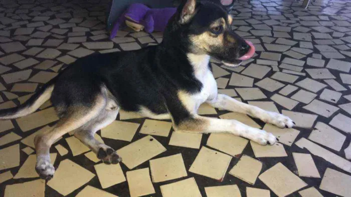 Cachorro ra a Pincher com vira lata  idade 2 a 6 meses nome Thor