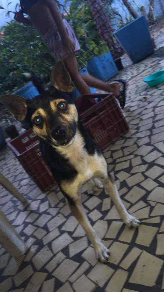 Cachorro ra a Pincher com vira lata  idade 2 a 6 meses nome Thor