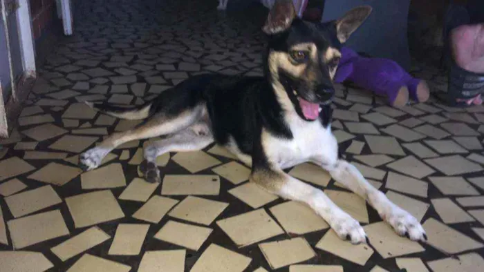 Cachorro ra a Pincher com vira lata  idade 2 a 6 meses nome Thor