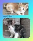 Fred Theo