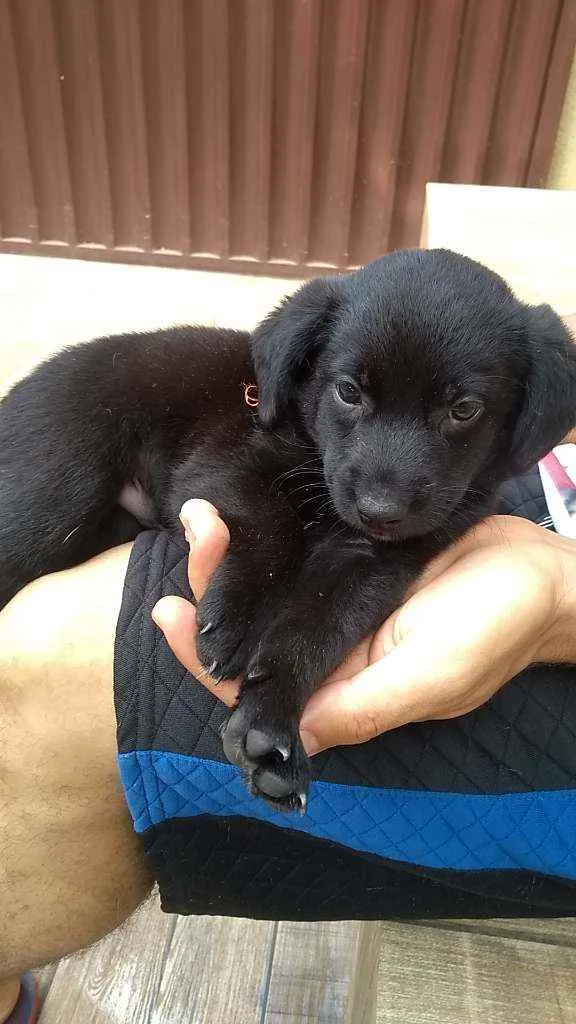 Cachorro ra a SRD idade Abaixo de 2 meses nome Filhotes