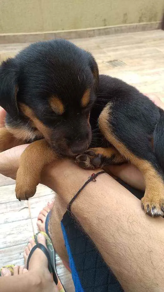 Cachorro ra a SRD idade Abaixo de 2 meses nome Filhotes