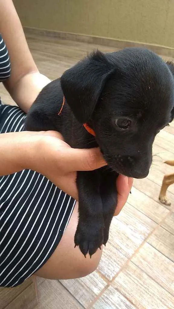 Cachorro ra a SRD idade Abaixo de 2 meses nome Filhotes