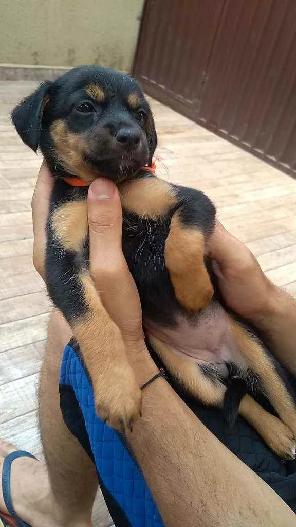 Cachorro ra a SRD idade Abaixo de 2 meses nome Filhotes