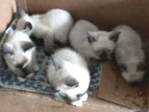 Gato raça Srd idade 2 a 6 meses nome Mocinha 