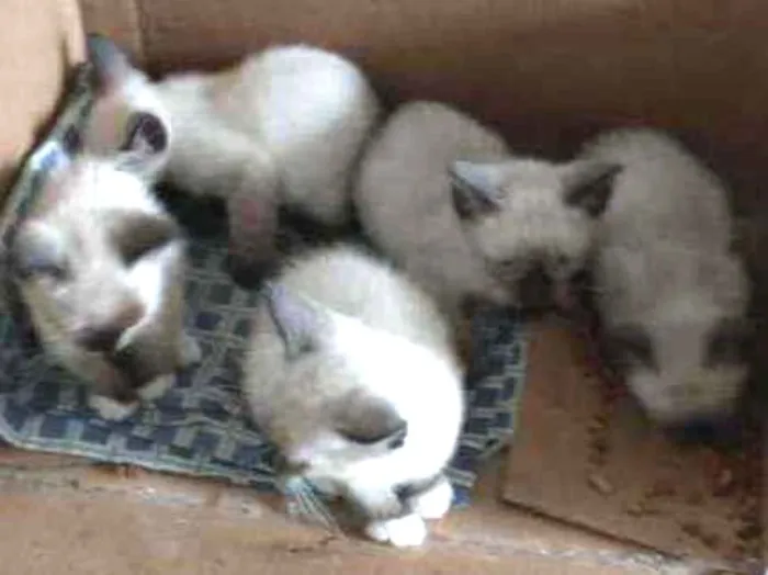 Gato raça Srd idade 2 a 6 meses nome Mocinha 