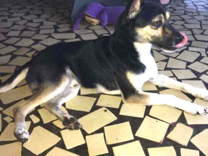 Cachorro ra a Pincher com vira lata  idade 2 a 6 meses nome Thor