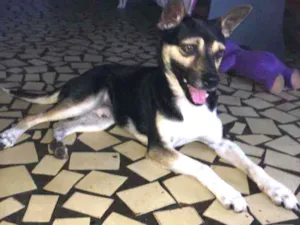 Cachorro raça Pincher com vira lata  idade 2 a 6 meses nome Thor