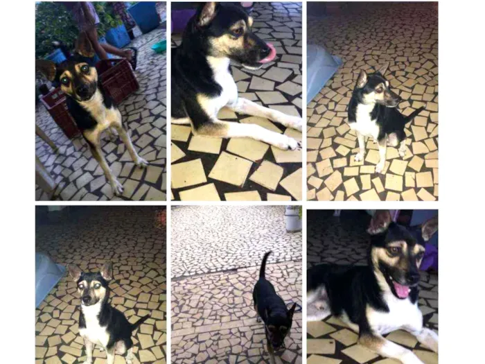 Cachorro ra a Pincher com vira lata  idade 2 a 6 meses nome Thor