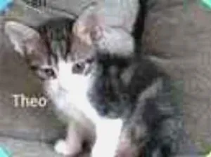 Gato raça SRD idade 2 a 6 meses nome Fred Theo