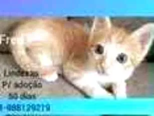Gato raça SRD idade 2 a 6 meses nome Fred Theo