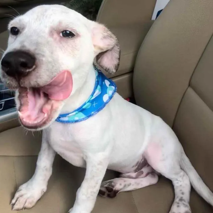 Cachorro raça SRD idade 2 a 6 meses nome Aladim