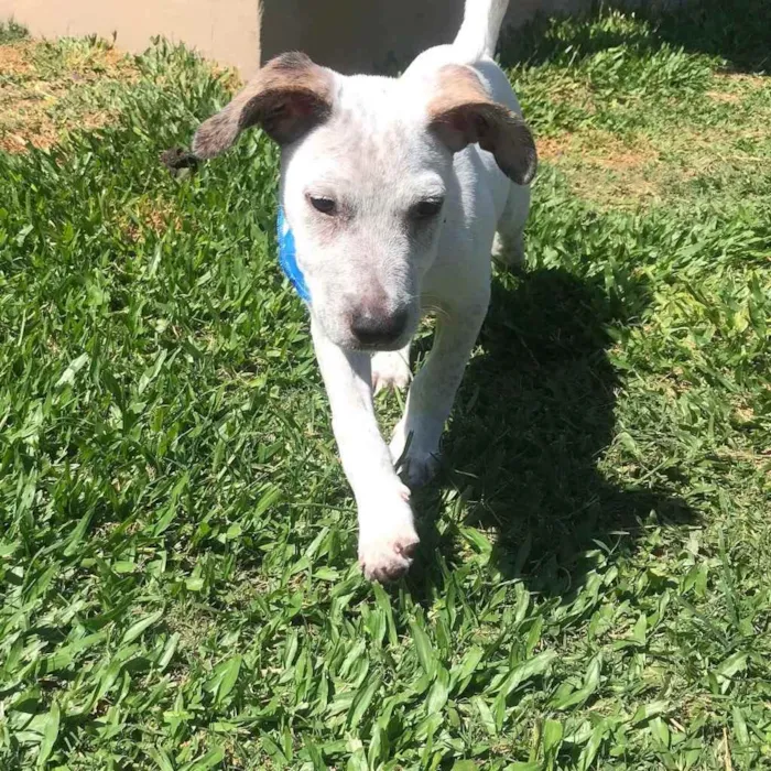 Cachorro raça SRD idade 2 a 6 meses nome Aladim