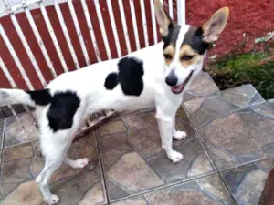 Cachorro raça SRD idade 1 ano nome Raposa