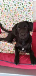 LOKI