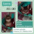 LUCCA