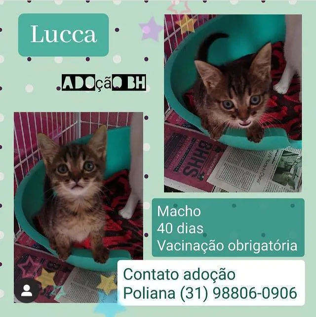 Gato raça SDR idade Abaixo de 2 meses nome LUCCA