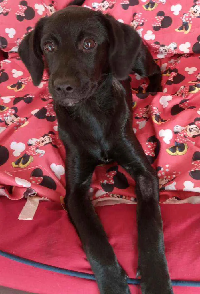 Cachorro ra a SRD  idade 2 a 6 meses nome CHERRIE 