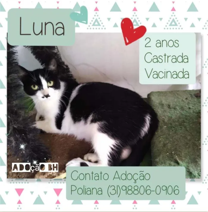 Gato raça SRD idade 2 anos nome LUNA