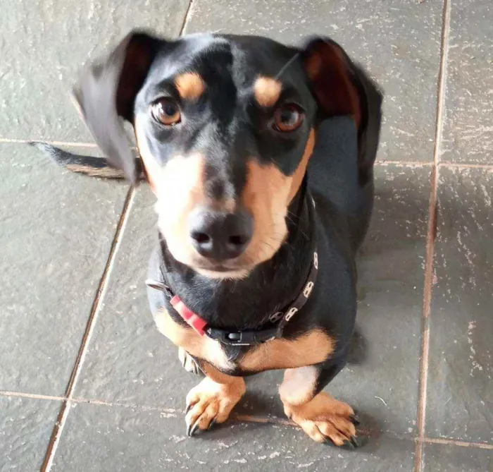 Cachorro raça Daschound  idade 1 ano nome LUNA