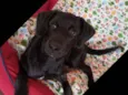 LOKI
