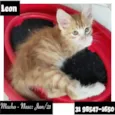 LEON
