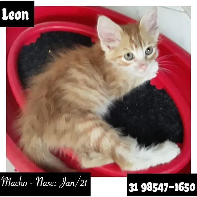 Gato raça SRD idade Abaixo de 2 meses nome LEON