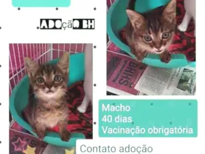 Gato raça SDR idade Abaixo de 2 meses nome LUCCA