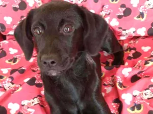 Cachorro raça SRD  idade 2 a 6 meses nome CHERRIE 