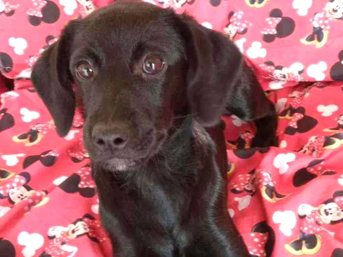 Cachorro ra a SRD  idade 2 a 6 meses nome CHERRIE 