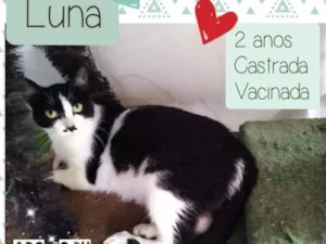 Gato raça SRD idade 2 anos nome LUNA
