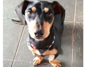 Cachorro raça Daschound  idade 1 ano nome LUNA