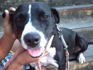 Cachorro raça SRD idade 2 anos nome Pantera 