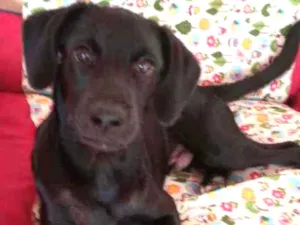 Cachorro raça SRD  idade 2 a 6 meses nome LOKI