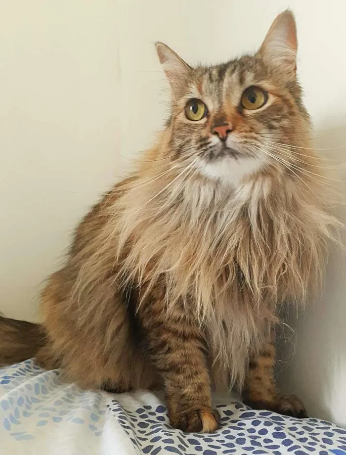 Gato ra a srd idade 3 anos nome Luna