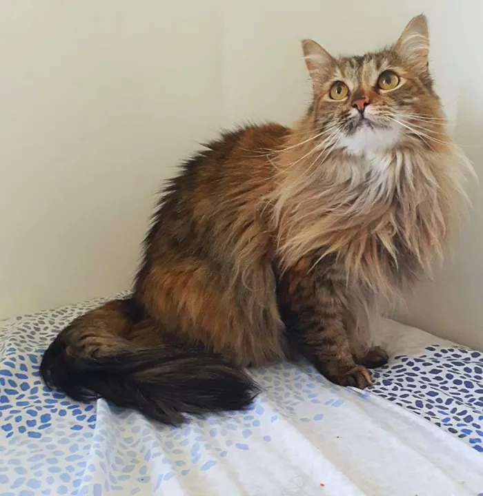 Gato ra a srd idade 3 anos nome Luna