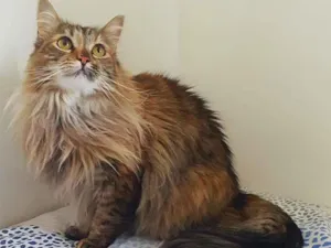 Gato raça srd idade 3 anos nome Luna