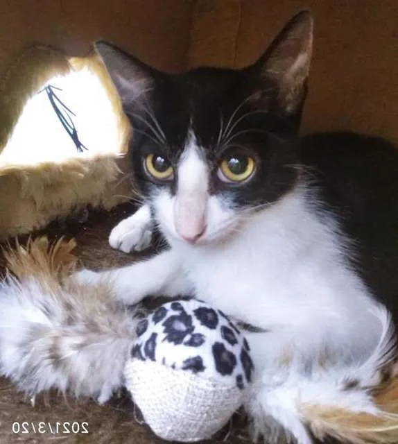 Gato raça SRD-ViraLata idade 2 a 6 meses nome FÁTIMA FRAJOLA