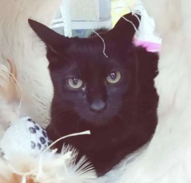 Gato raça SRD-ViraLata idade 2 a 6 meses nome NILA BLACK